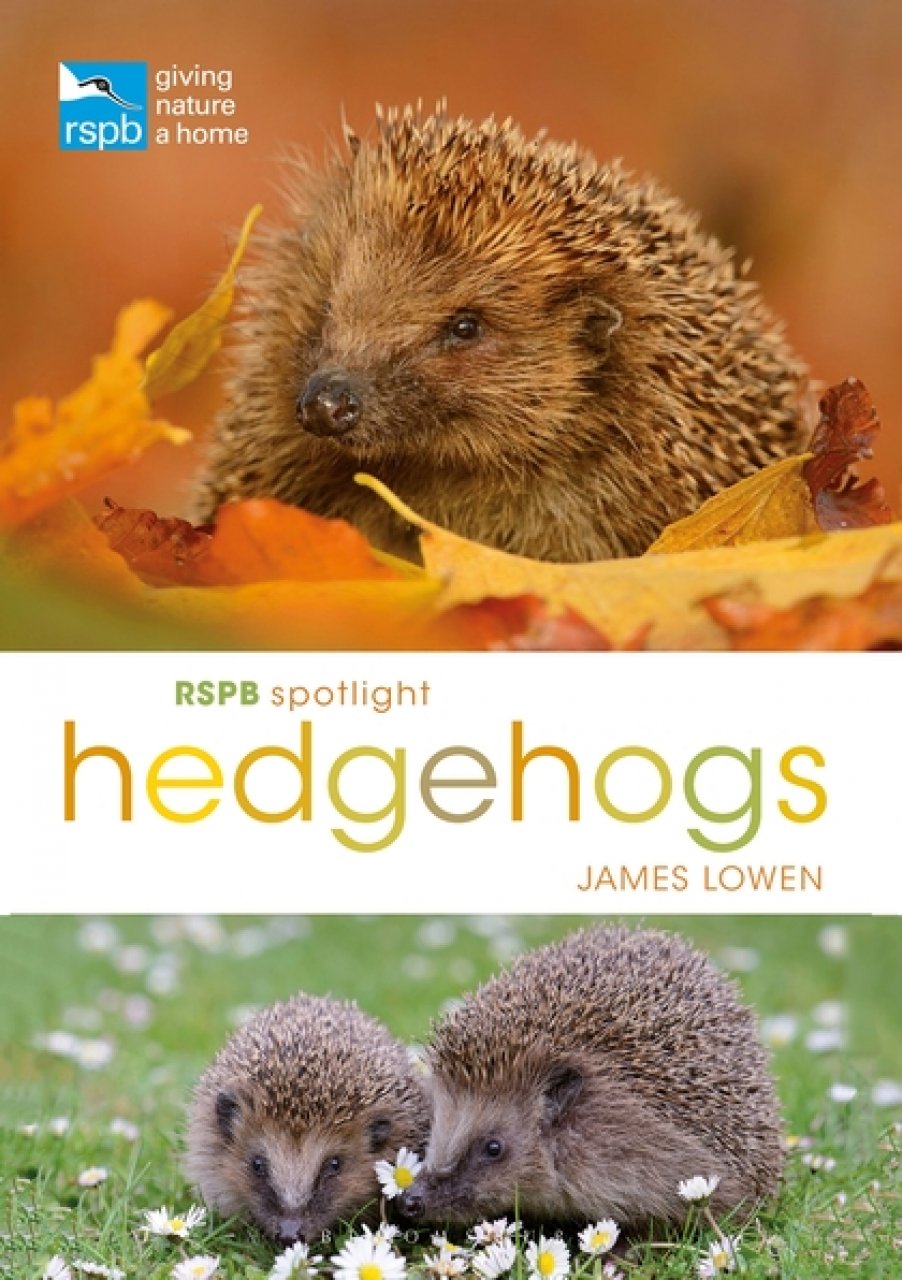 RSPB SPOTLIGHT: HEDGEHOGS 1