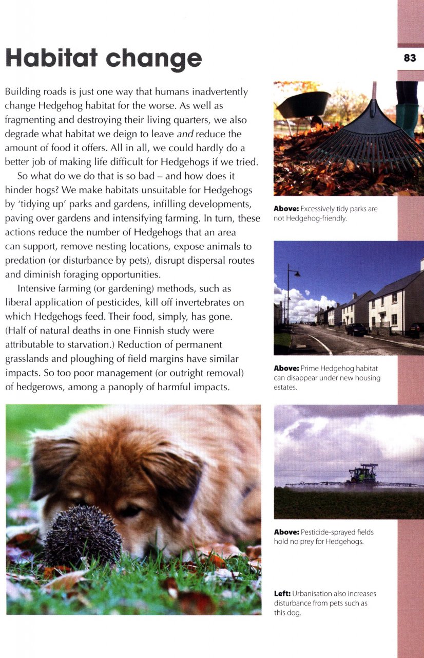 RSPB SPOTLIGHT: HEDGEHOGS 2