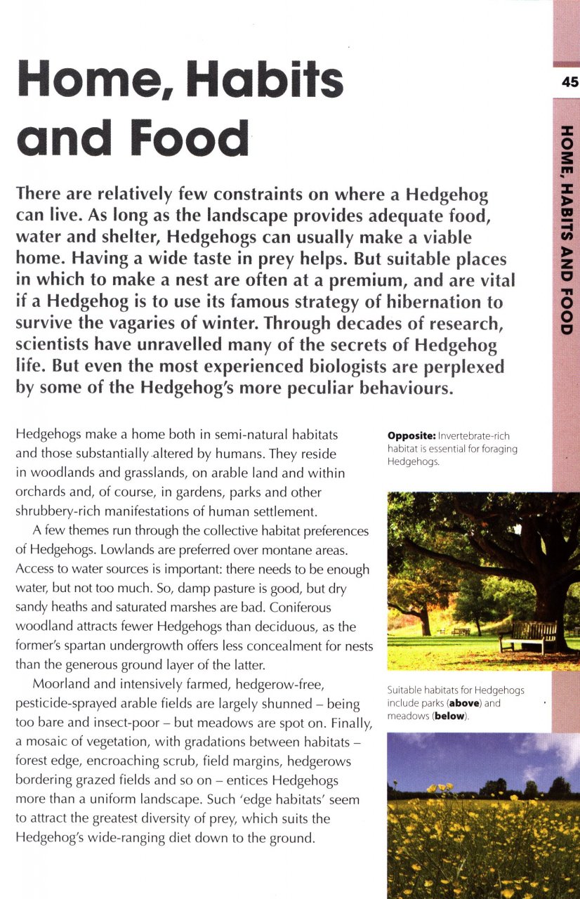 RSPB SPOTLIGHT: HEDGEHOGS 3