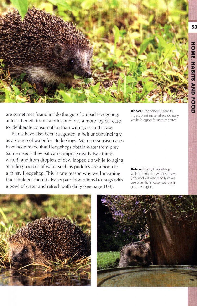 RSPB SPOTLIGHT: HEDGEHOGS 4