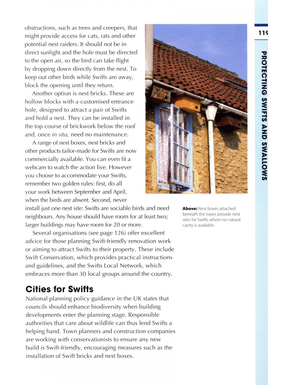 RSPB SPOTLIGHT: SWIFTS AND SWALLOWS 3