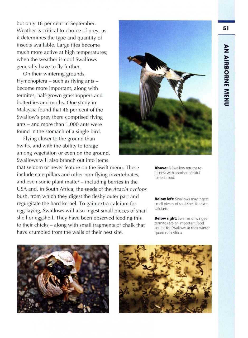 RSPB SPOTLIGHT: SWIFTS AND SWALLOWS 4