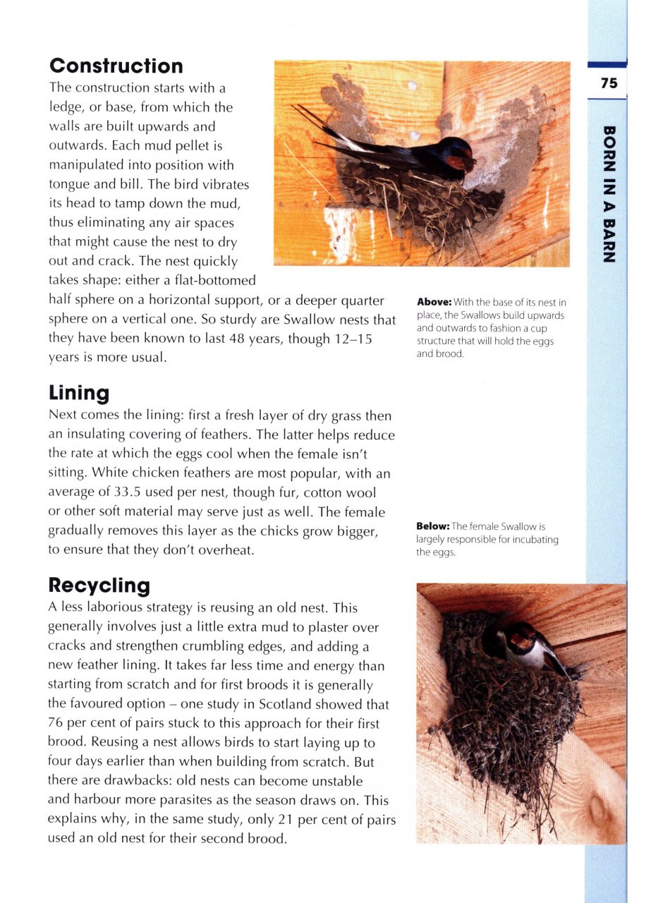 RSPB SPOTLIGHT: SWIFTS AND SWALLOWS 5