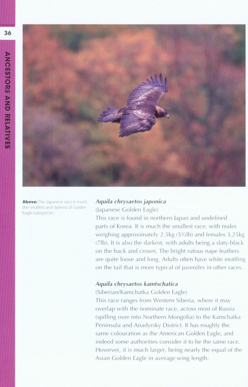 RSPB SPOTLIGHT: EAGLES 2