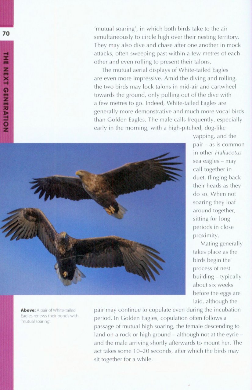 RSPB SPOTLIGHT: EAGLES 3