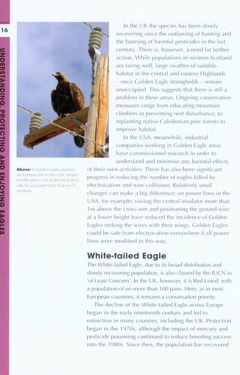 RSPB SPOTLIGHT: EAGLES 5