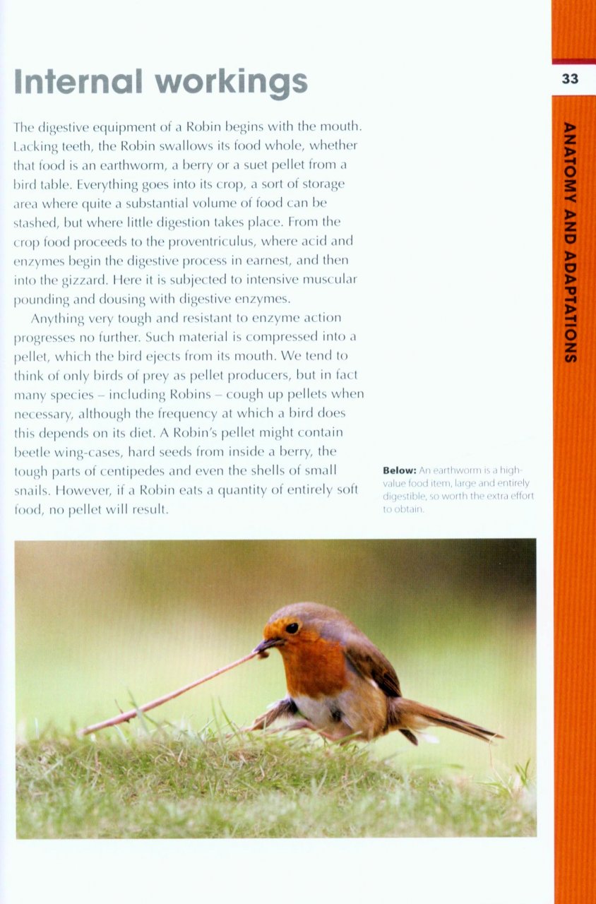 RSPB SPOTLIGHT: ROBINS 2