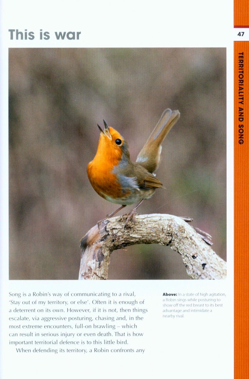 RSPB SPOTLIGHT: ROBINS 3