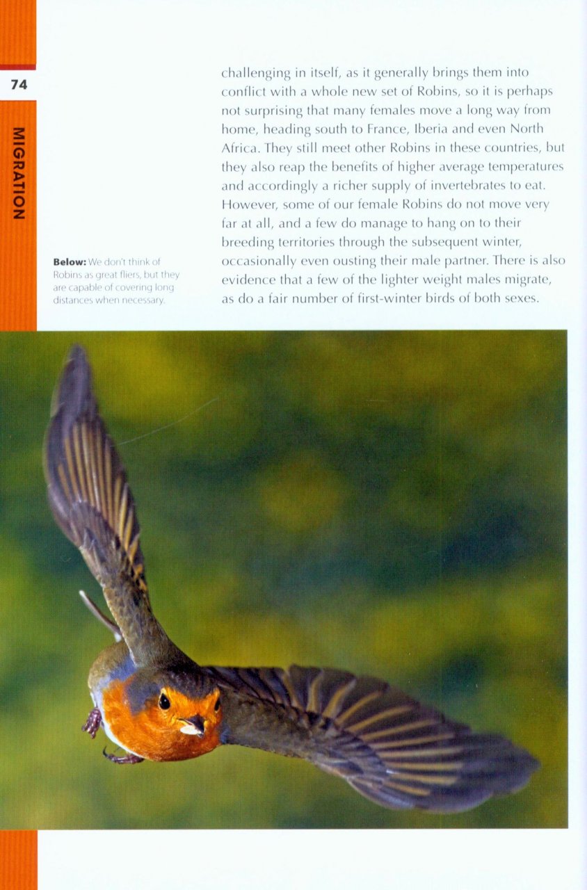 RSPB SPOTLIGHT: ROBINS 4