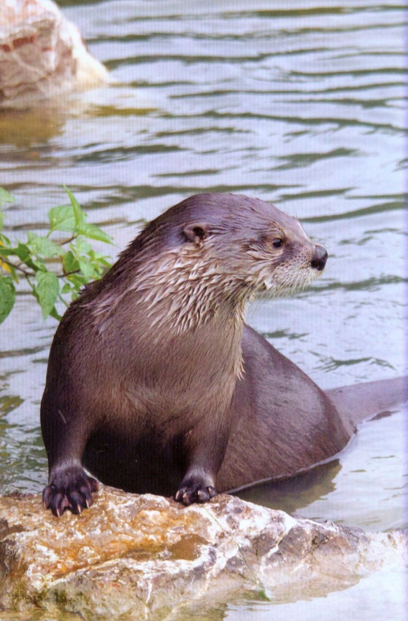 RSPB SPOTLIGHT: OTTERS 2