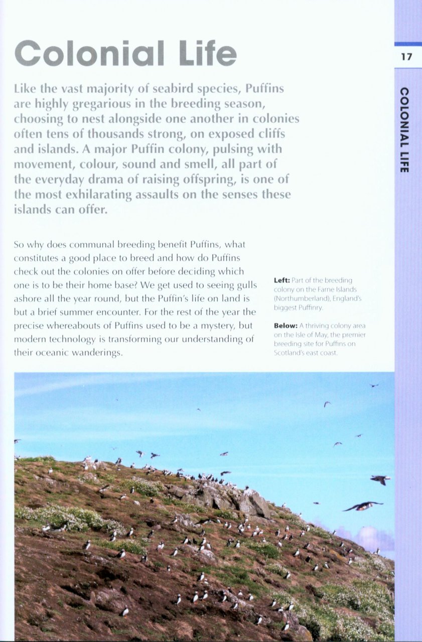 RSPB SPOTLIGHT: PUFFINS 2