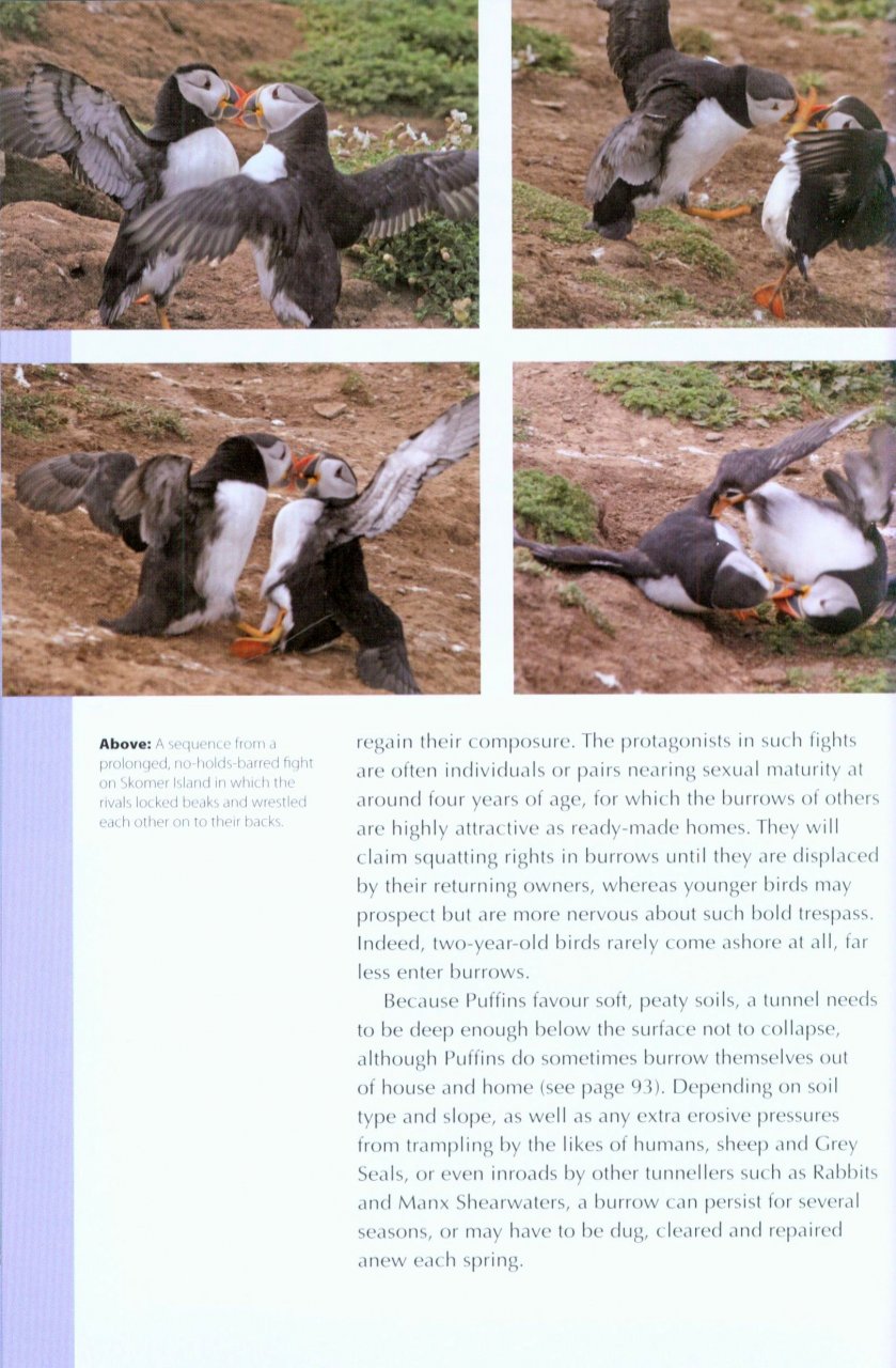 RSPB SPOTLIGHT: PUFFINS 3