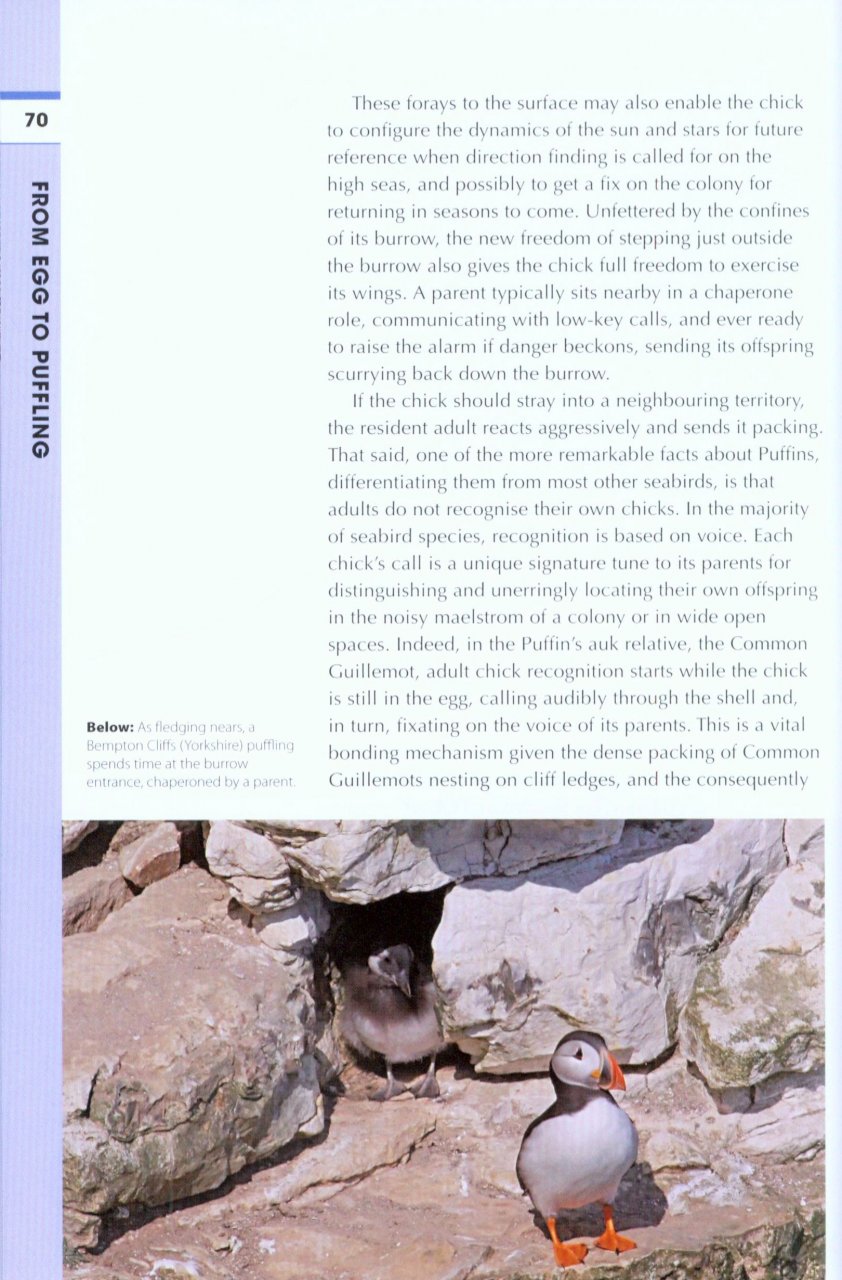 RSPB SPOTLIGHT: PUFFINS 4