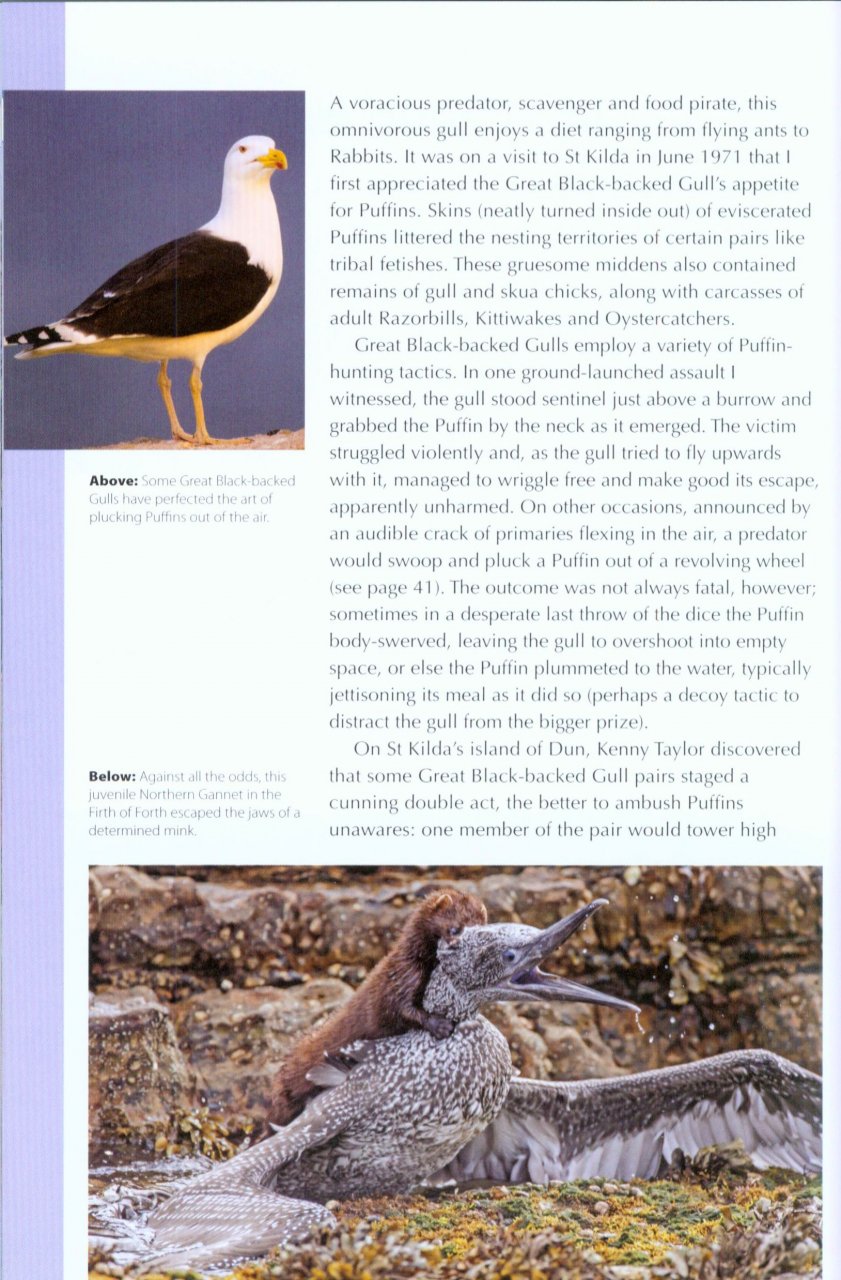 RSPB SPOTLIGHT: PUFFINS 5