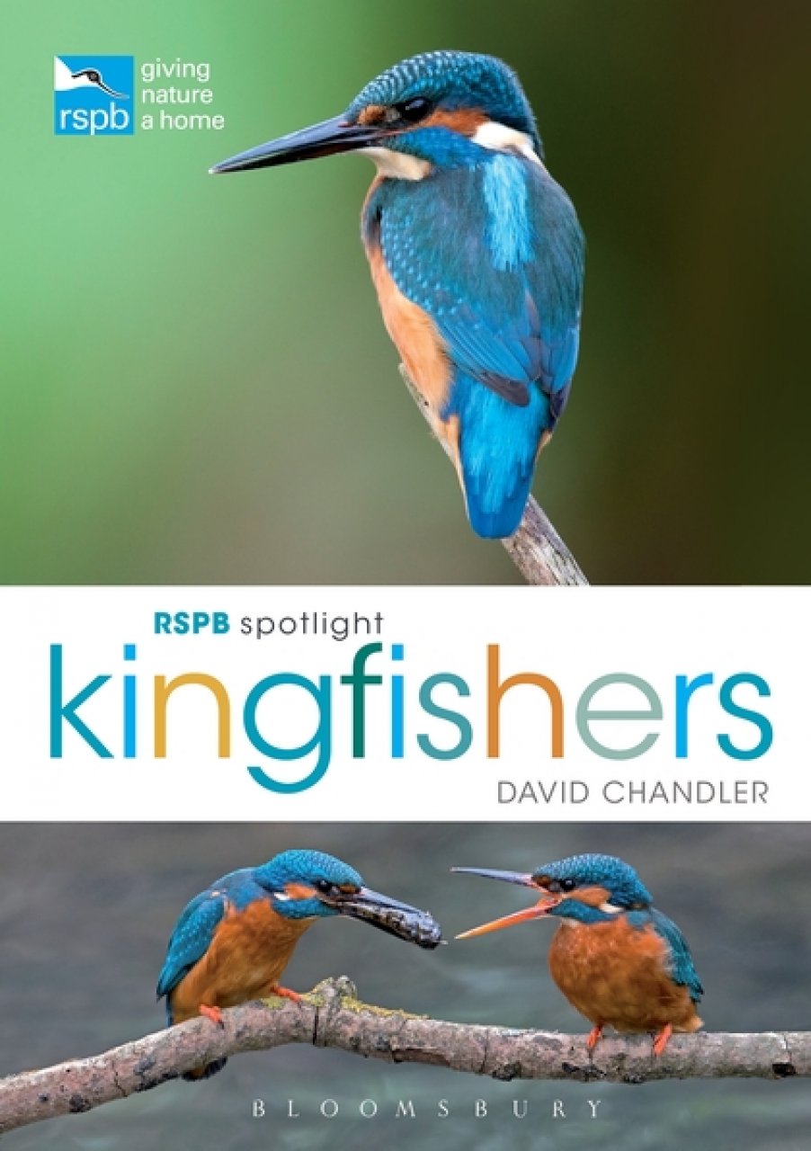 RSPB SPOTLIGHT: KINGFISHERS 1