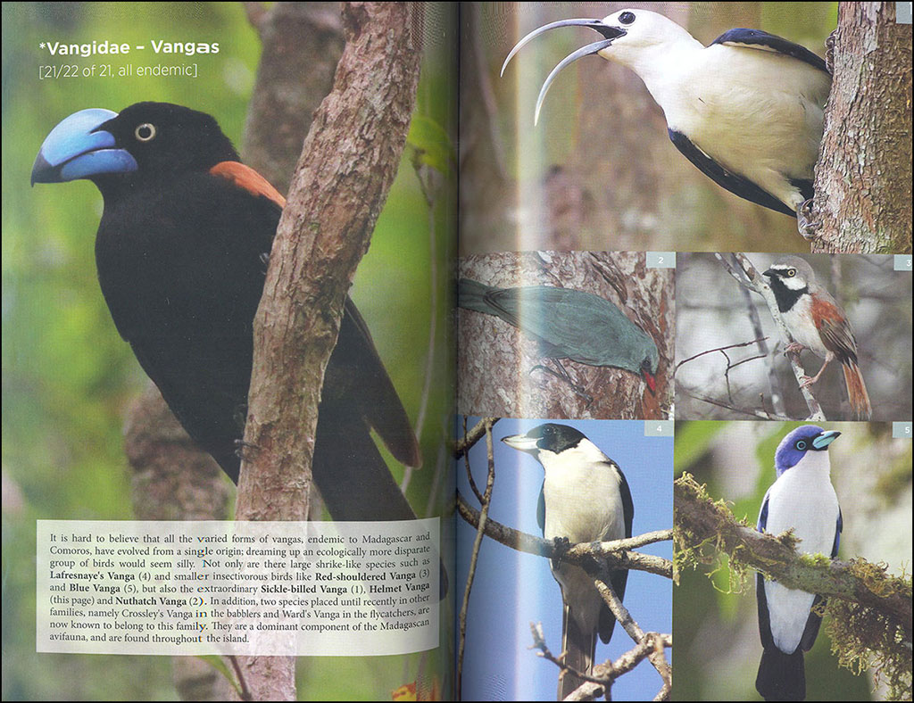 THE BIRDER'S GUIDE TO AFRICA 3