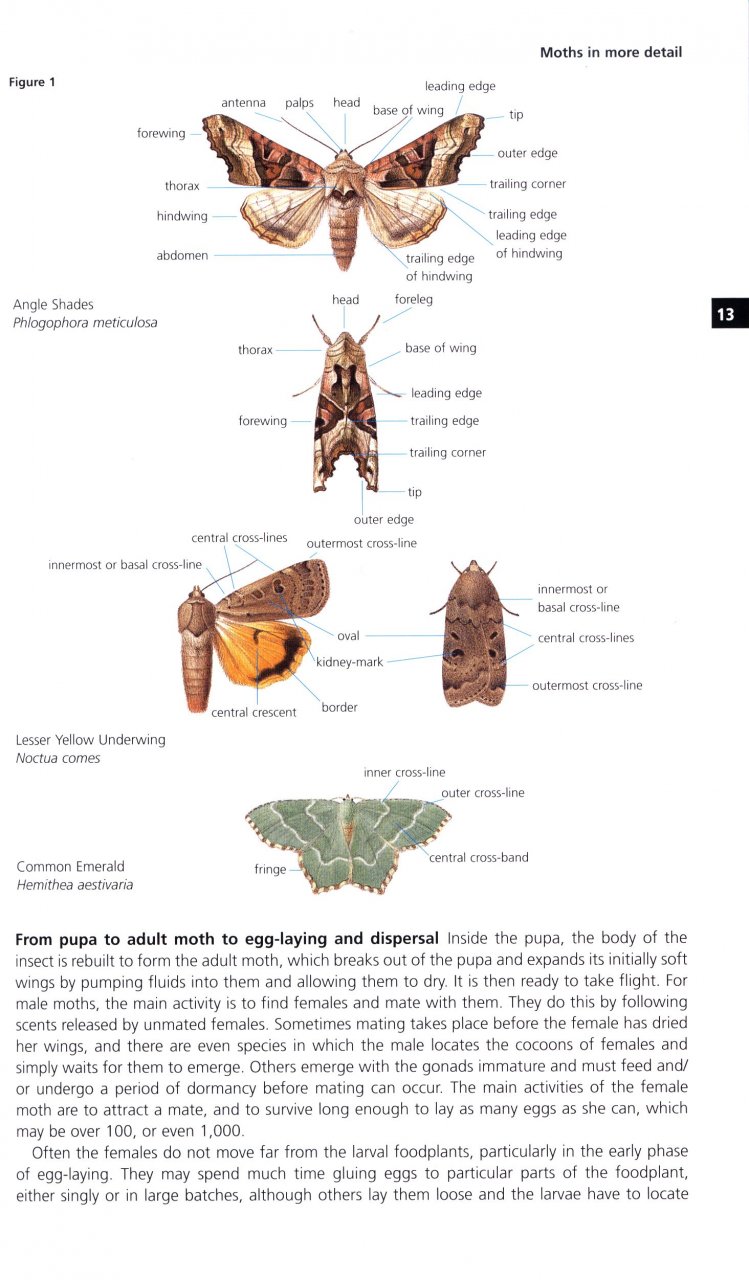 FIELD GUIDE TO THE MOTHS OF GREAT BRITAIN AND IRELAND 2