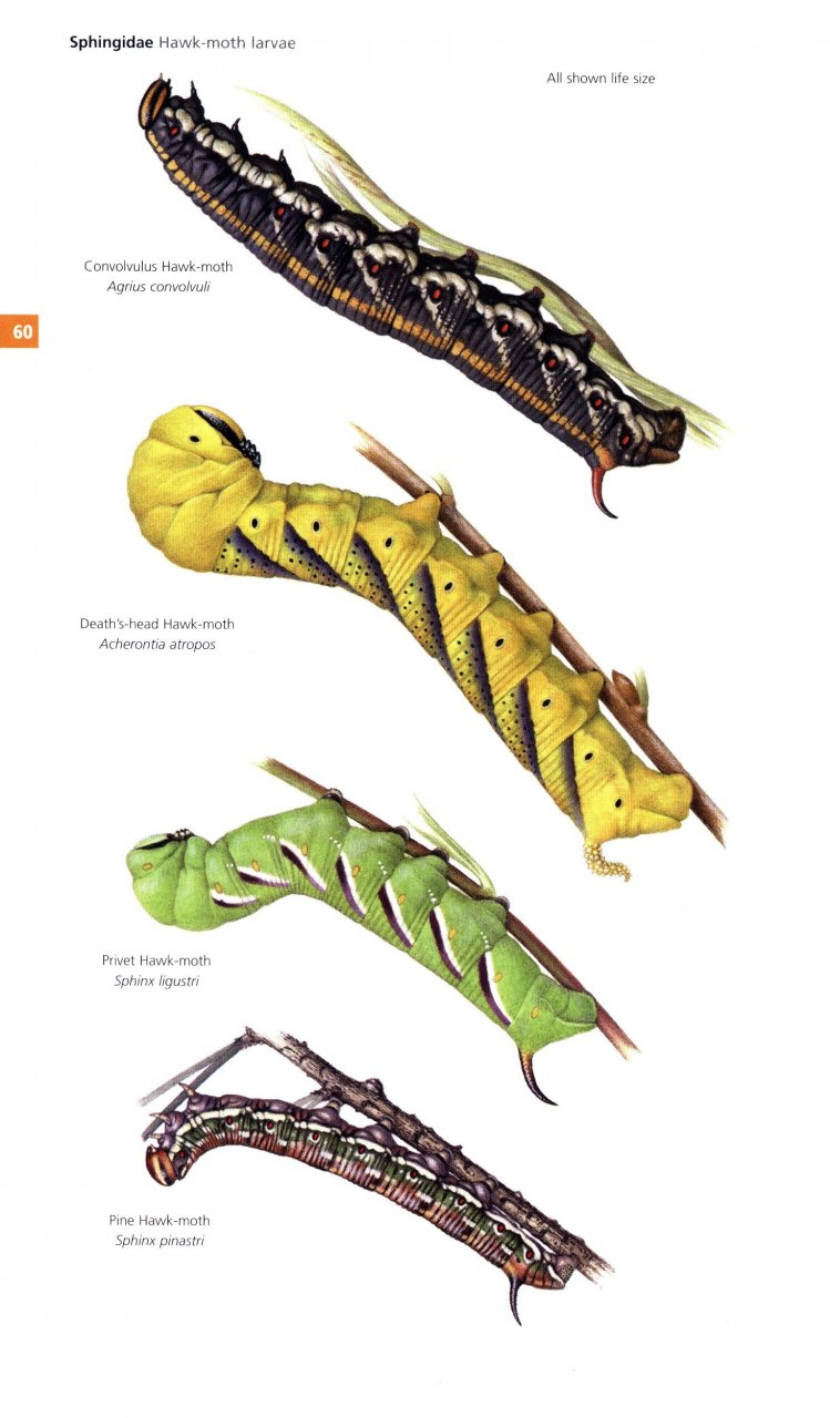 FIELD GUIDE TO THE MOTHS OF GREAT BRITAIN AND IRELAND 3
