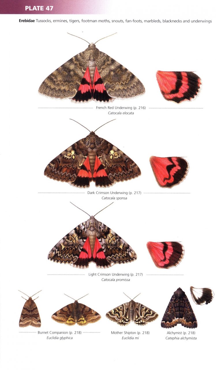 FIELD GUIDE TO THE MOTHS OF GREAT BRITAIN AND IRELAND 4