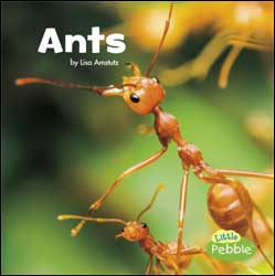 ANTS 1