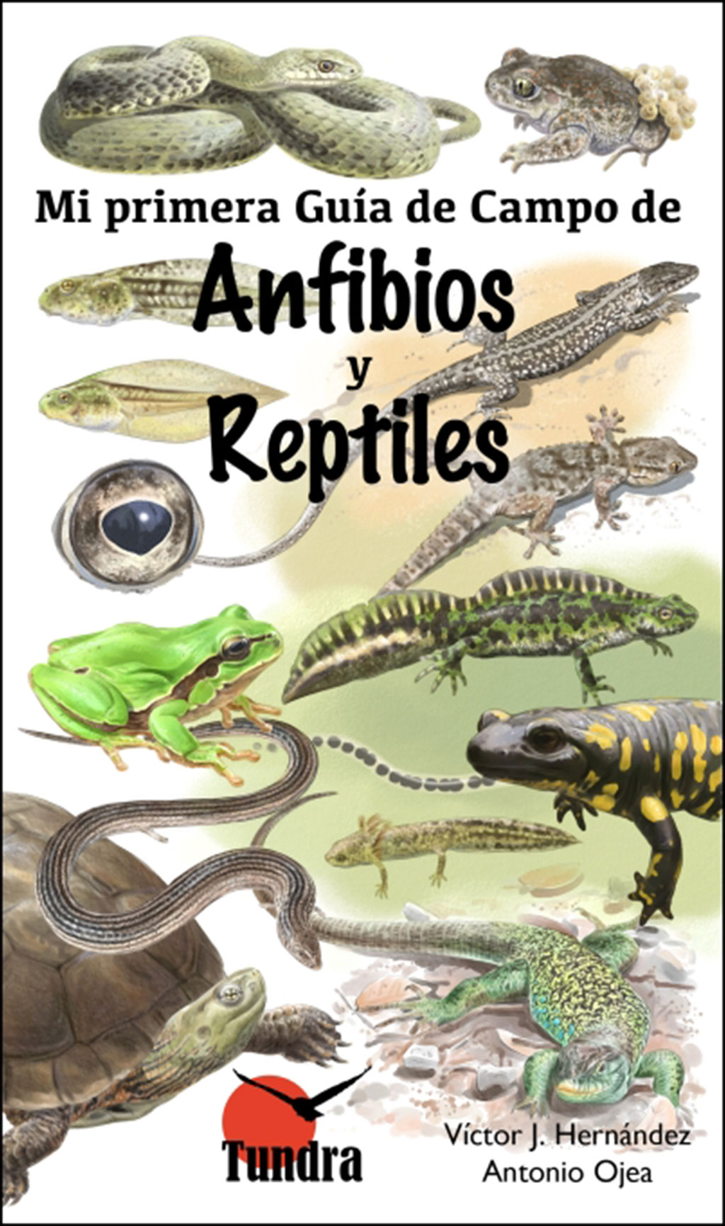MI PRIMERA GUÍA DE CAMPO DE ANFIBIOS Y REPTILES