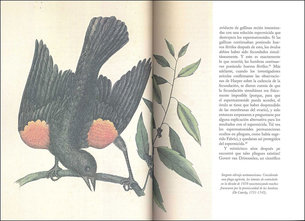 LA SABIDURIA DE LAS AVES 2