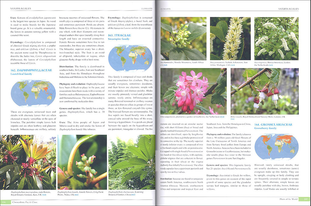 PLANTS OF THE WORLD. AN ILLUSTRATED ENCYCLOPEDIA OF VASCULAR PLANT FAMILIES 2