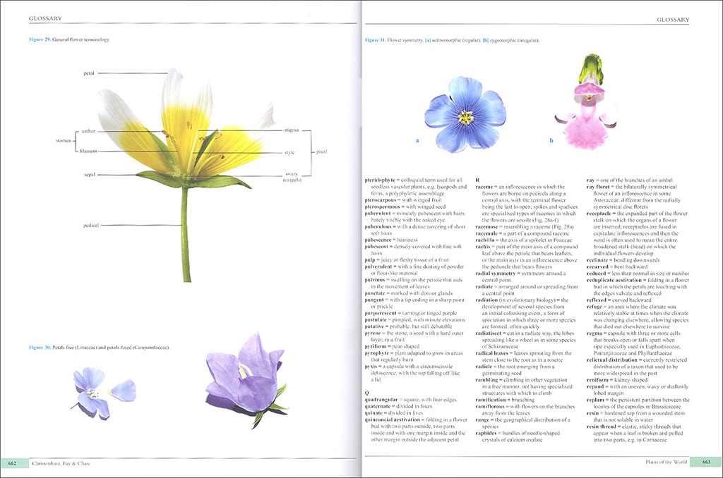 PLANTS OF THE WORLD. AN ILLUSTRATED ENCYCLOPEDIA OF VASCULAR PLANT FAMILIES 4