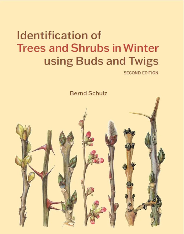 IDENTIFICATION OF TREES AND SHRUBS IN WINTER USING BUDS AND TWIGS 1