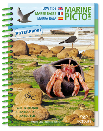 MARINE PICTOLIFE. LOW TIDE. MAREE BASSE. MAREA BAJA 1