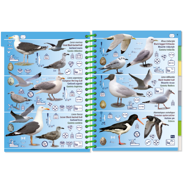 MARINE PICTOLIFE. LOW TIDE. MAREE BASSE. MAREA BAJA 3