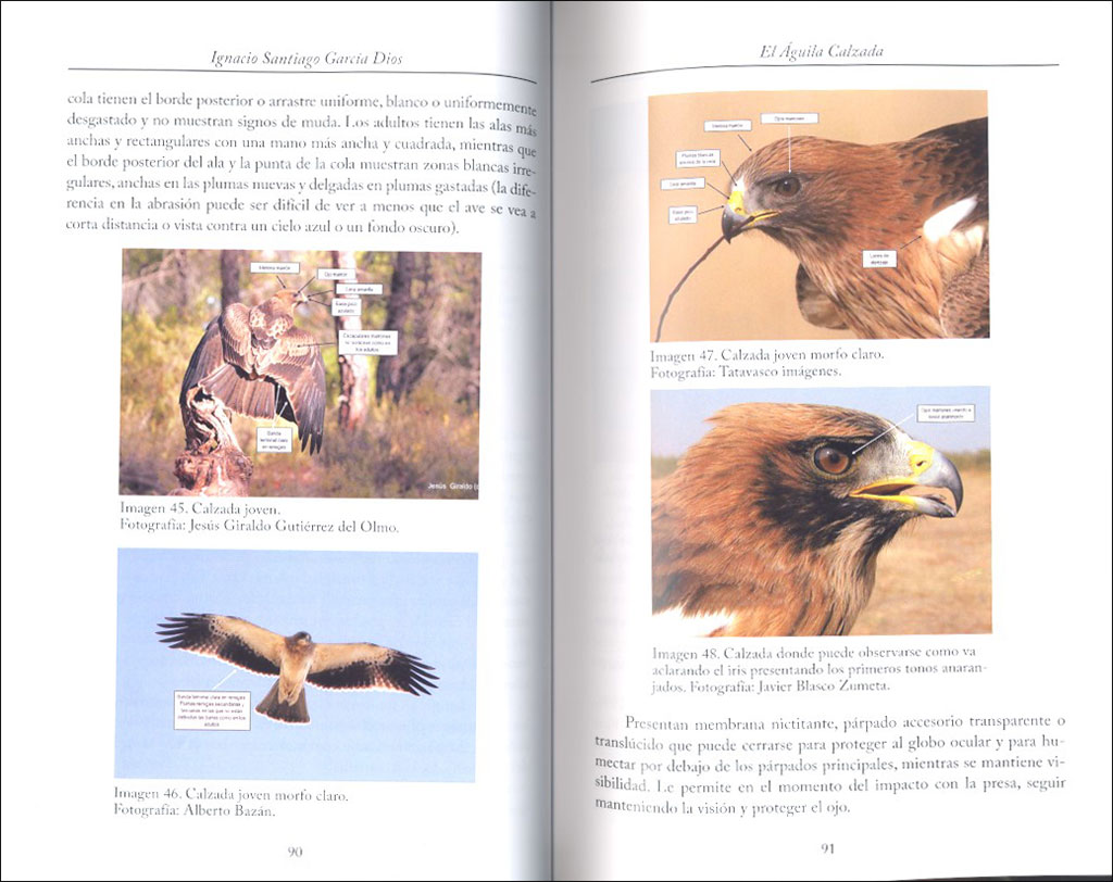 EL ÁGUILA CALZADA 2