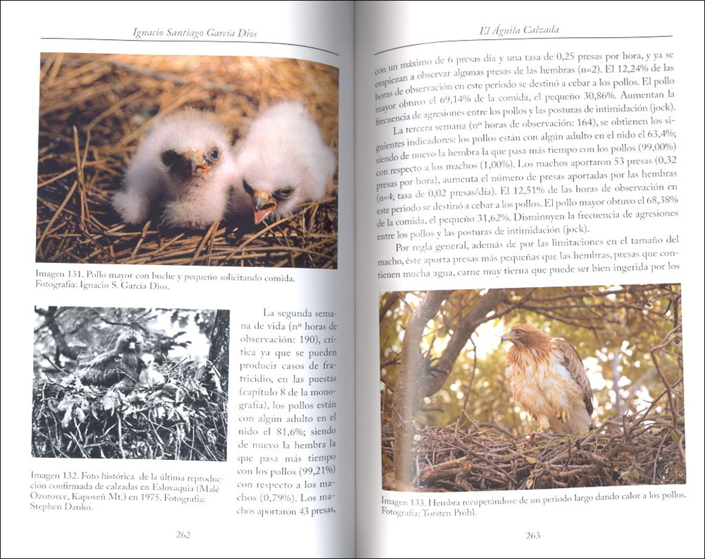 EL ÁGUILA CALZADA 3