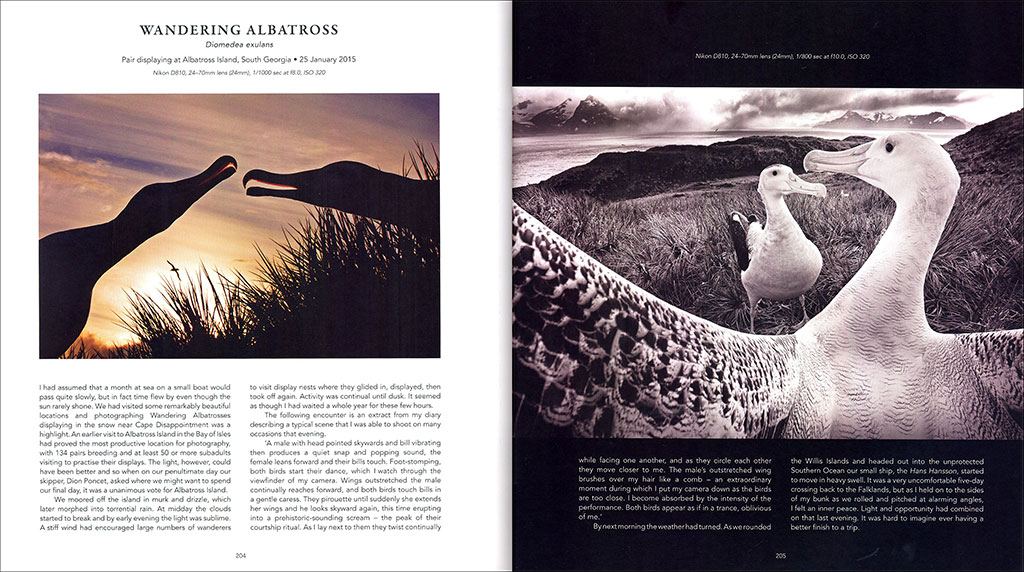 A BIRD PHOTOGRAPHER'S DIARY 3