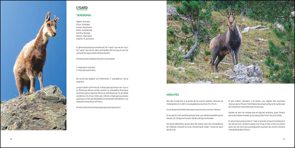 L'ISARD. EL VIGILANT DELS CIMS 2