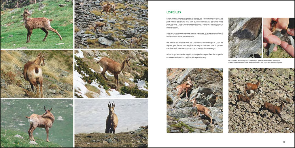 L'ISARD. EL VIGILANT DELS CIMS 3