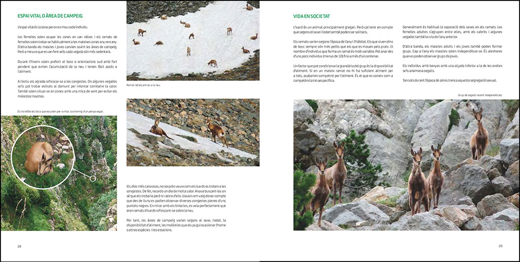 L'ISARD. EL VIGILANT DELS CIMS 4