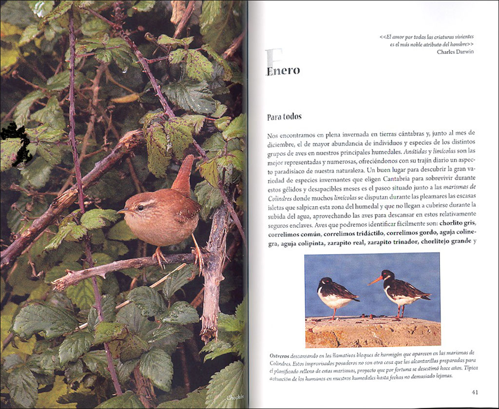 CUÁNDO Y DÓNDE VER AVES EN CANTABRIA. PROPUESTAS MES A MES PARA FAMILIAS, AFICIONADOS Y EXPERTOS 3