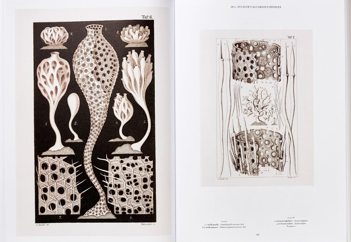 THE ART AND SCIENCE OF ERNST HAECKEL 2