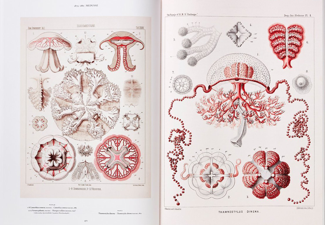 THE ART AND SCIENCE OF ERNST HAECKEL 3