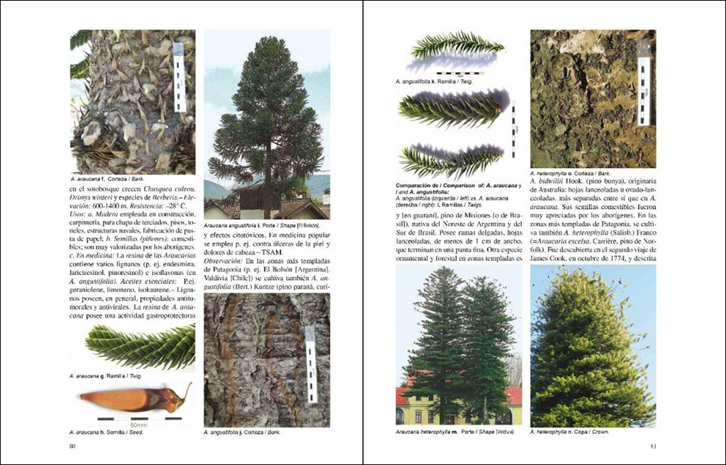 ÁRBOLES NATIVOS E INTRODUCIDOS EN PATAGONIA/ NATIVE AND INTRODUCED TREES IN PATAGONIA 2