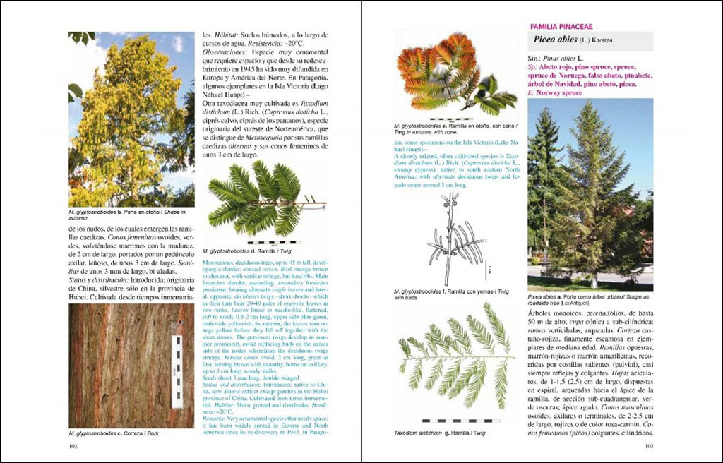 ÁRBOLES NATIVOS E INTRODUCIDOS EN PATAGONIA/ NATIVE AND INTRODUCED TREES IN PATAGONIA 3