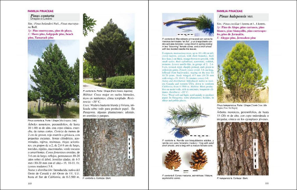 ÁRBOLES NATIVOS E INTRODUCIDOS EN PATAGONIA/ NATIVE AND INTRODUCED TREES IN PATAGONIA 4