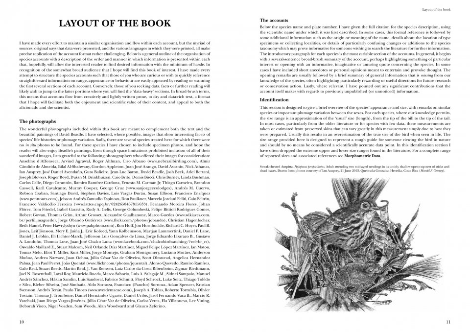HELM IDENTIFICATION GUIDES. ANTPITTAS AND GNATEATERS 2