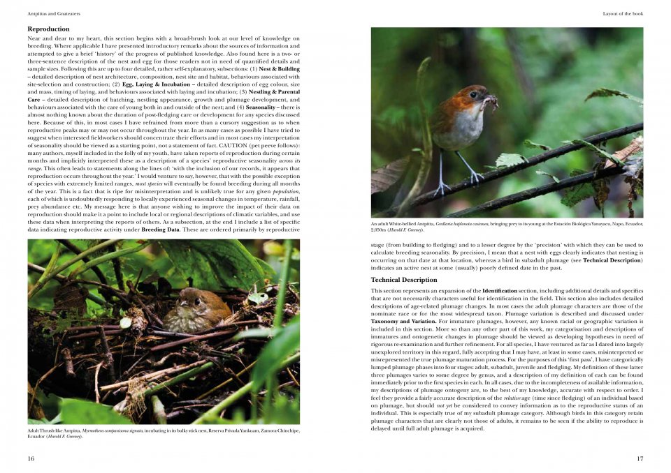 HELM IDENTIFICATION GUIDES. ANTPITTAS AND GNATEATERS 3