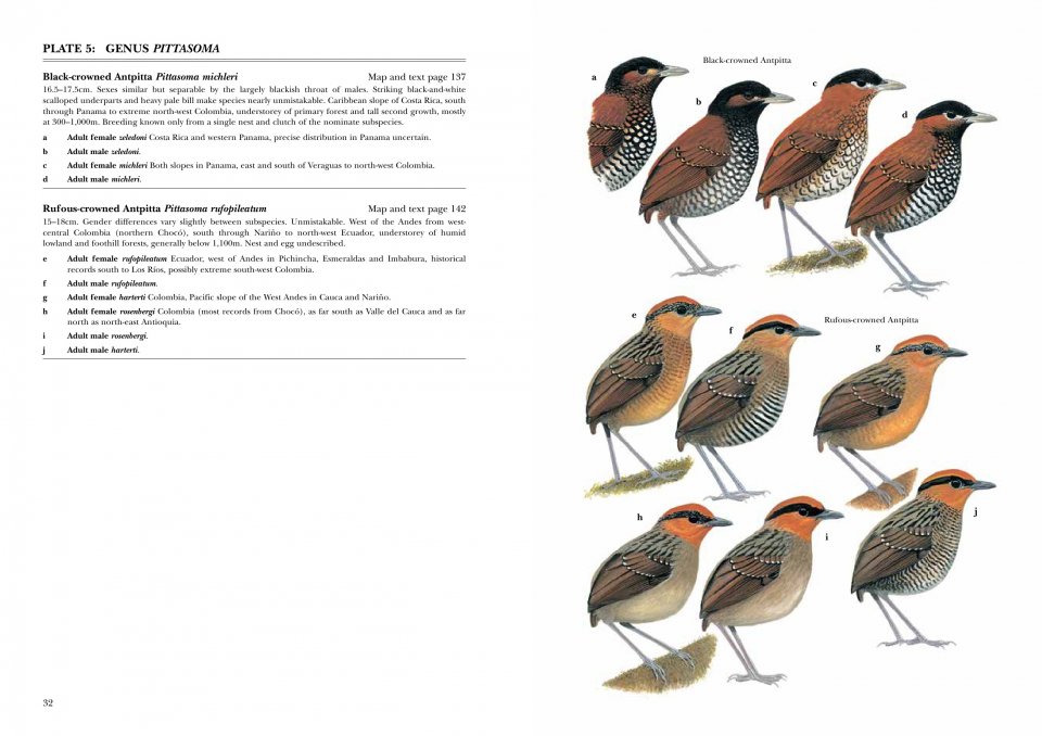 HELM IDENTIFICATION GUIDES. ANTPITTAS AND GNATEATERS 4