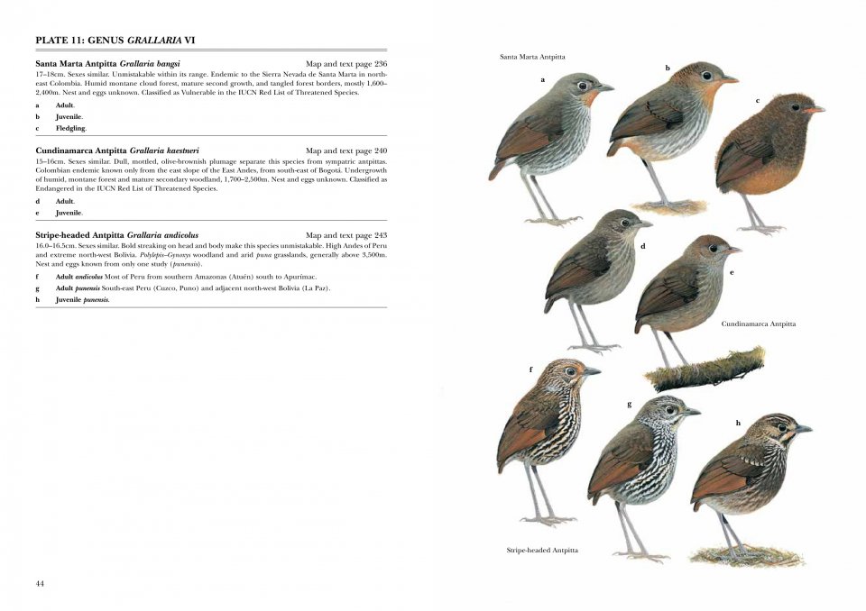 HELM IDENTIFICATION GUIDES. ANTPITTAS AND GNATEATERS 5