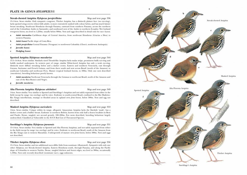 HELM IDENTIFICATION GUIDES. ANTPITTAS AND GNATEATERS 6