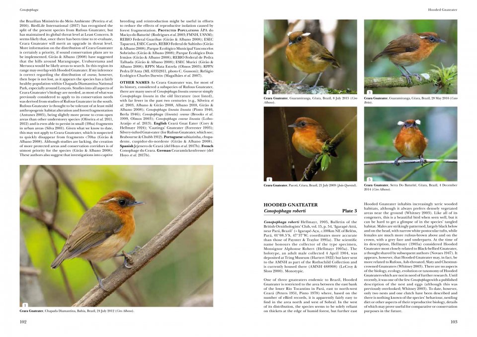 HELM IDENTIFICATION GUIDES. ANTPITTAS AND GNATEATERS 7