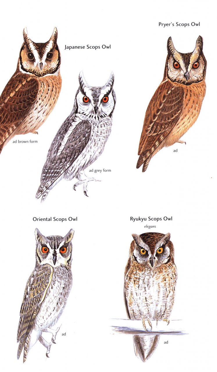 HELM FIELD GUIDES. BIRDS OF JAPAN 3